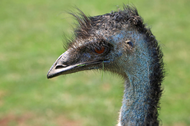 Emu head - Phillip Island Wildlife Park, Victoria, Ausztrália - Fotó, kép