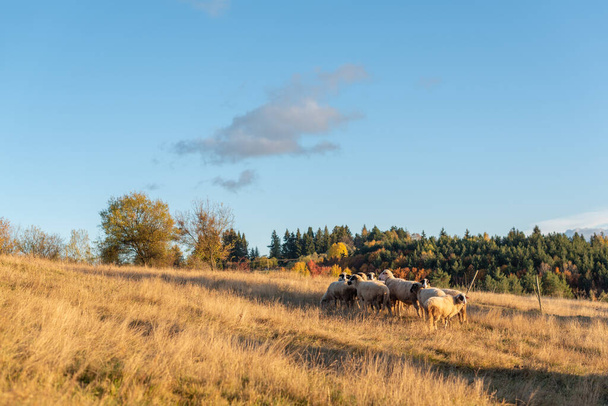 Grupo de ovejas prado dorado durante la puesta de sol de otoño en Bulgaria naranja rojo verde árboles azul cielo claro paisaje copia espacio para el texto - Foto, Imagen