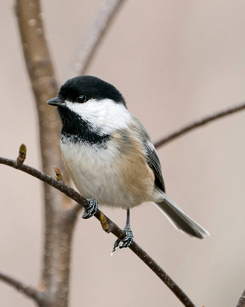 Chickadee close-up profile view perched on a branch with blur background in its environment and habitat displaying fluffy feather plumage. - Foto, imagen