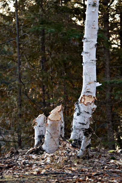Beaver Cut down birch tree stock photo. Beaver Teeth Marks. Beaver work. Beaver activity stock photo. Tree felled by beaver. Tree cut down by beavers. Tree cut Image. Picture.  - Photo, Image