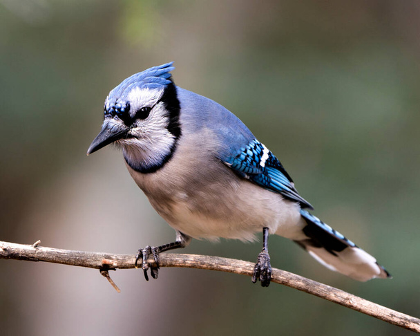 Blue Jay perched on a branch with a blur background in the forest environment and habitat. - Photo, image