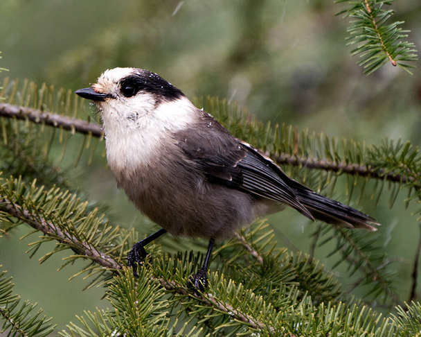 Gray Jay bird close-up profile view perched on a branch with spruce needle tree and blur background in its environment and habitat. - Foto, Imagem