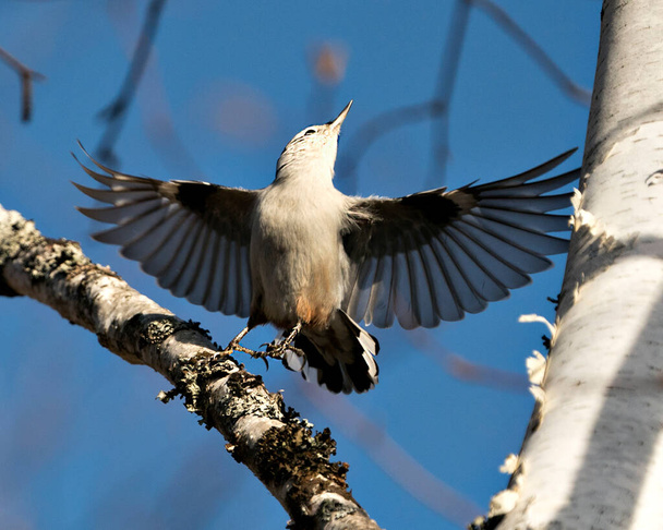 Biało-piersi Nuthatch ptak zbliżenie profil widok z rozpostartymi skrzydłami i patrząc w kierunku niebieskiego tła nieba w jego środowisku i siedlisku. - Zdjęcie, obraz
