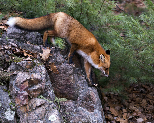 Red fox close-up profile view descending from a big moss rock with a pine tree background in its environment and habitat displaying fox tail, bushy tail, fox fur. - Photo, Image