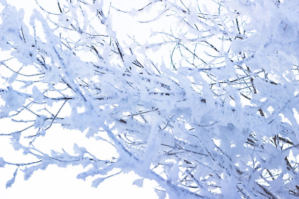La texture des branches dans la neige. Arbre couvert de neige. Paysage hivernal. Temps froid. - Photo, image