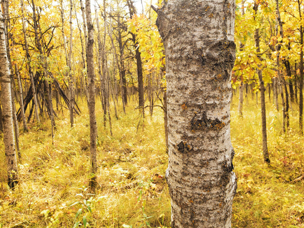 Eine schöne Herbstszene mit Birken, die mit goldgelben Blättern bedeckt sind, im Assiniboine Forest in Winnipeg, Manitoba, Kanada - Foto, Bild
