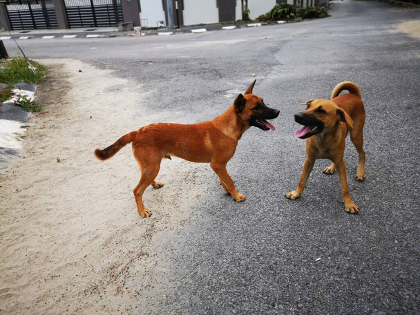 toulaví psi bojující na ulici. - Fotografie, Obrázek