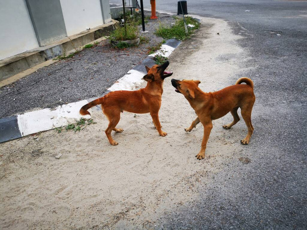 les chiens errants se battant dans la rue. - Photo, image