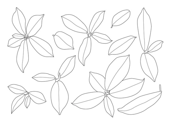 Feuilles ligne feuille unique et motif feuille noir Apporter à la couleur décorer sur fond blanc illustration vecteur - Photo, image