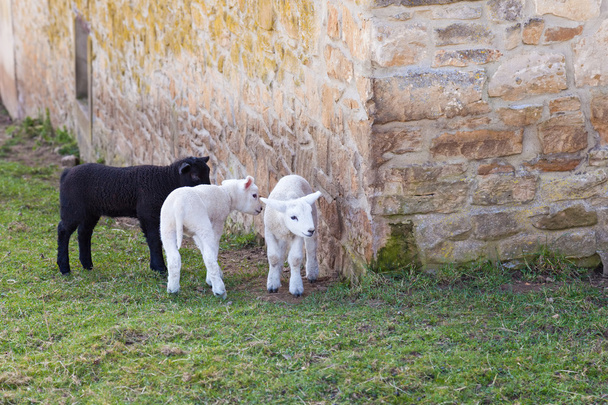 Jeunes agneaux
 - Photo, image