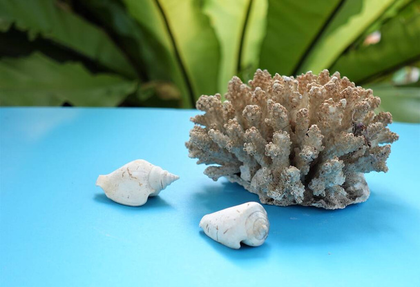 Milchig weiße Korallen durch den Schmutz des Meeres kontaminiert gelegt auf einem hellblauen Hintergrund mit Muscheln verursacht - Foto, Bild