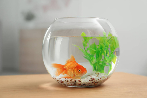 Beautiful bright small goldfish in round glass aquarium on wooden table indoors - Fotó, kép