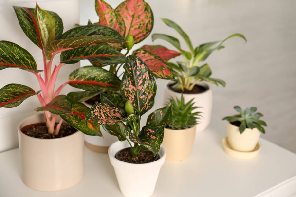 Collection of exotic houseplants with beautiful leaves indoors - Фото, зображення