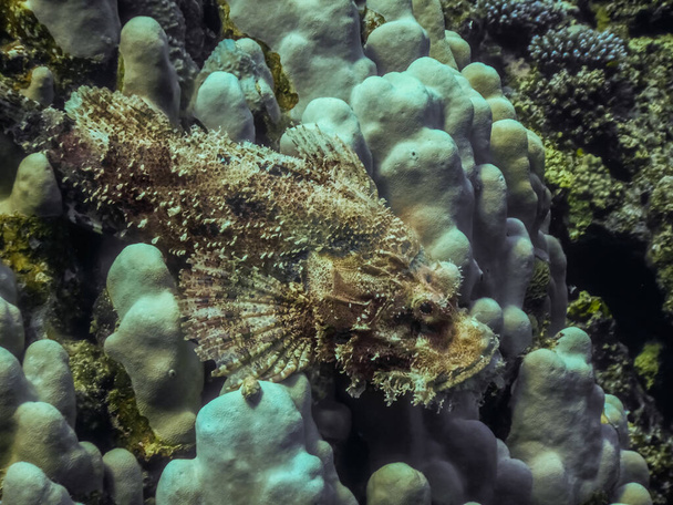 bearded scorpionfish on white corals looks while diving - Photo, Image