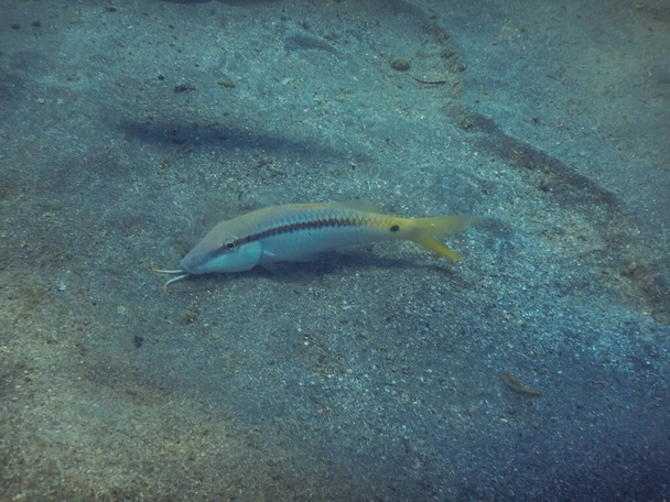 Dash Dot Ziegenfische auf sandigem Meeresboden in Ägypten beim Tauchen - Foto, Bild