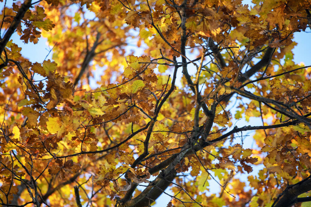 Gelbe Krone Eichenblätter auf einem Baum unten Ansicht, Herbst - Foto, Bild