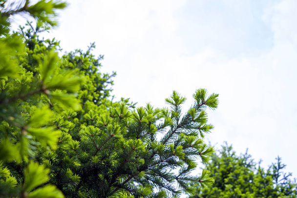 Natural background from young spruce branches. Fluffy greens conifers - Foto, imagen
