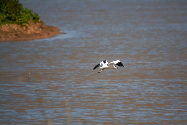 Pied Avocet (Recurvirostra avosetta) in marshland in Suffolk, UK - Фото, изображение