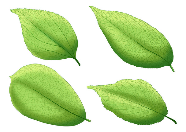 zelená Listy čerstvé abstraktní izolované na bílém pozadí ilustrace  - Fotografie, Obrázek