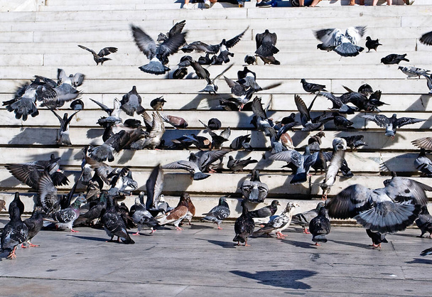 colombe sui gradini, stormo di piccioni sulla piazza Europa - Foto, immagini