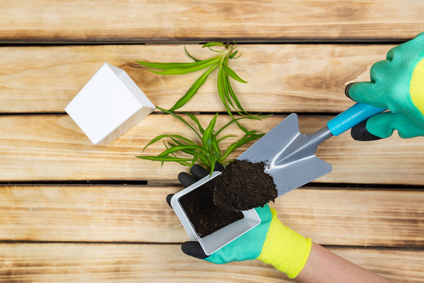 A woman in green gardening gloves plants sprouts of flowers in flowerpots on a wooden background. Transplanting indoor plants - Foto, Imagem