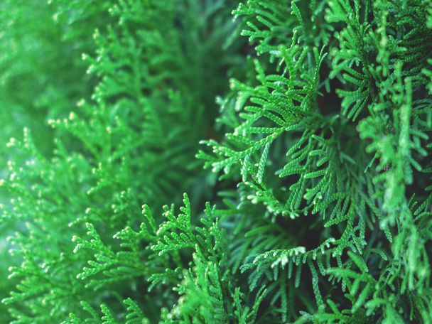 Evergreen thuja branches close up as a christmas background. - Фото, зображення