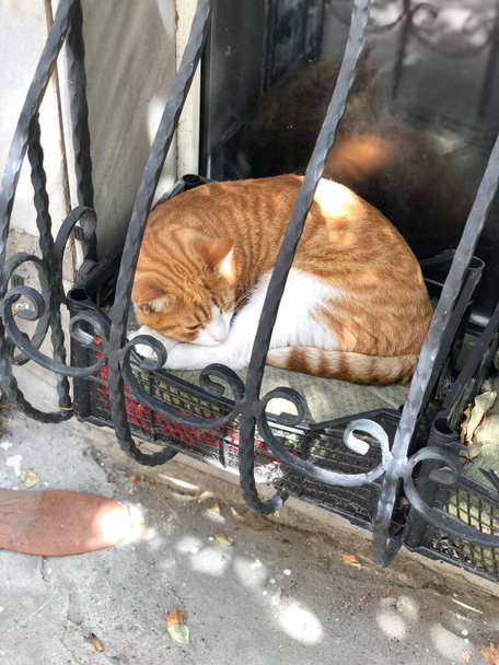 помаранчевий і білий кіт спить, вертикальне фото
 - Фото, зображення