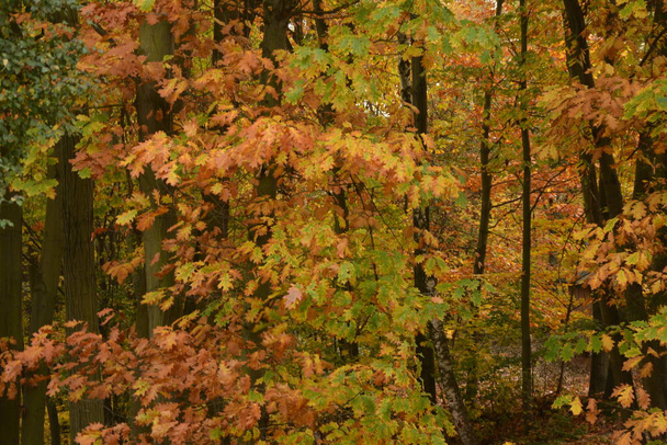 Podzimní les s venkovskou cestou při západu slunce. Barevná krajina se stromy, venkovské silnice, oranžové a červené listy, slunce na podzim. Cestování. Podzimní pozadí. Úžasný les s pulzujícím listím . - Fotografie, Obrázek