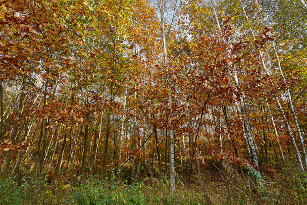 Golden autumn time in a wonderful forest. - Valokuva, kuva