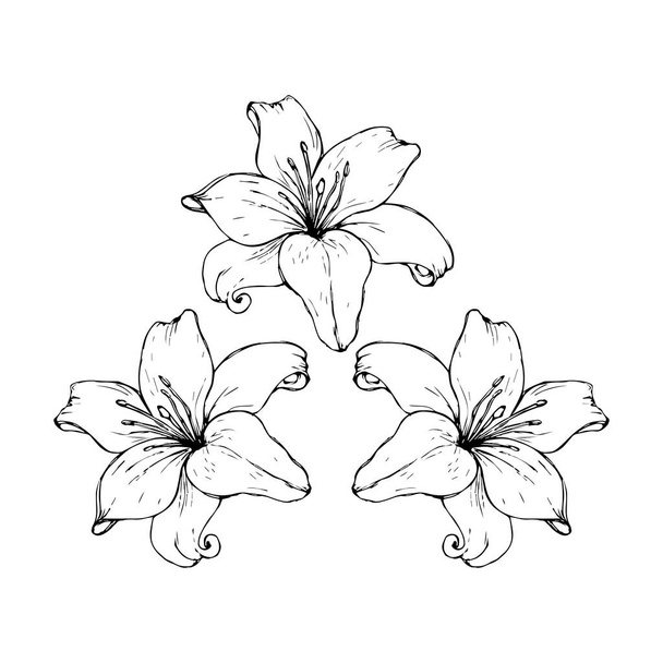 Contorno nero vettoriale di fiori di giglio isolati su uno sfondo bianco. - Vettoriali, immagini