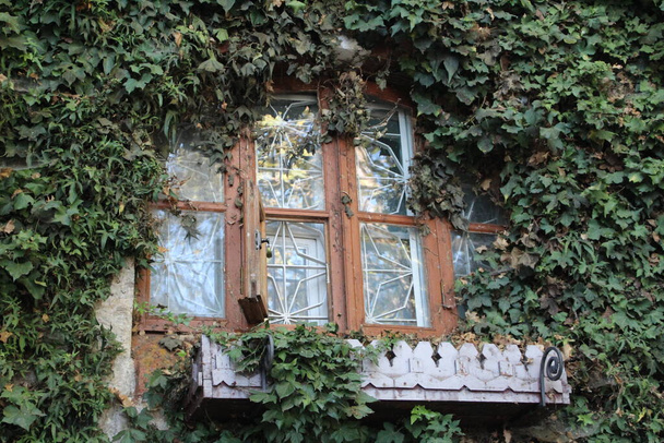 oud mooi raam in het huis in het groene gebladerte van een wiet / foto van een mooi retro raam. antiek frame in de gevel van het huis. klimop met groene bladeren wendingen rond. - Foto, afbeelding