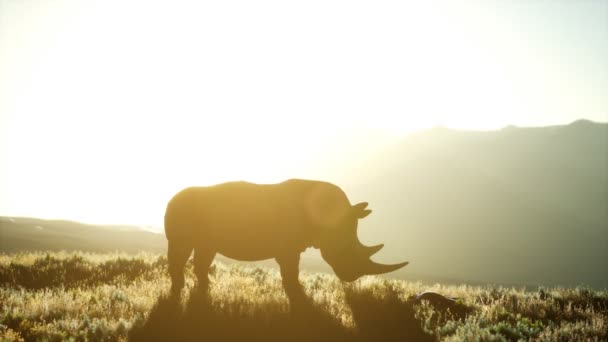 Rhino stojący na otwartej przestrzeni podczas zachodu słońca - Materiał filmowy, wideo