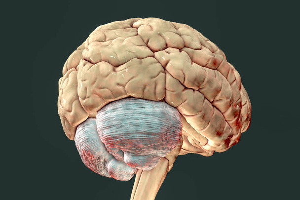 cerveau humain avec cervelet surligné, illustration 3D. il joue un rôle important dans le contrôle moteur et est impliqué dans certaines fonctions cognitives, attention, langage, contrôle émotionnel - Photo, image