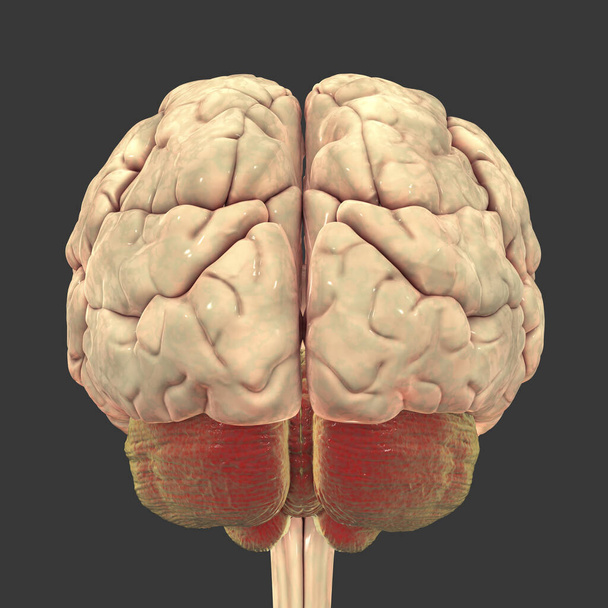 Human brain with highlighted cerebellum, 3D illustration. It plays an important role in motor control and is involved in some cognitive functions, attention, language, emotional control - Fotó, kép