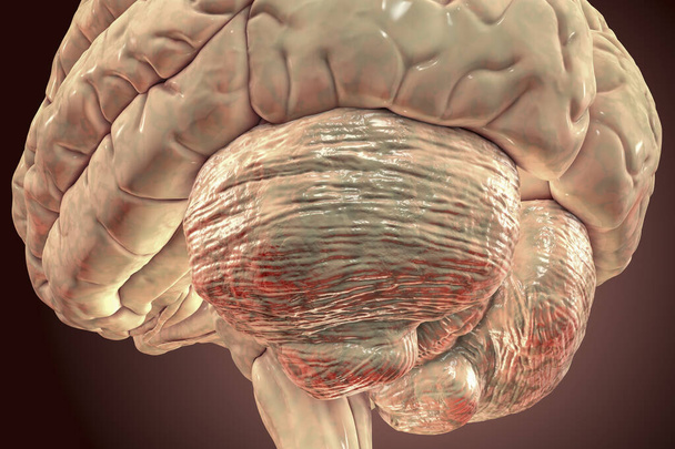 Ανθρώπινος εγκέφαλος με κοντινή θέα της παρεγκεφαλίδας, τρισδιάστατη απεικόνιση. Διαδραματίζει σημαντικό ρόλο στον έλεγχο της κίνησης και εμπλέκεται σε ορισμένες γνωστικές λειτουργίες, προσοχή, γλώσσα, συναισθηματικό έλεγχο. - Φωτογραφία, εικόνα
