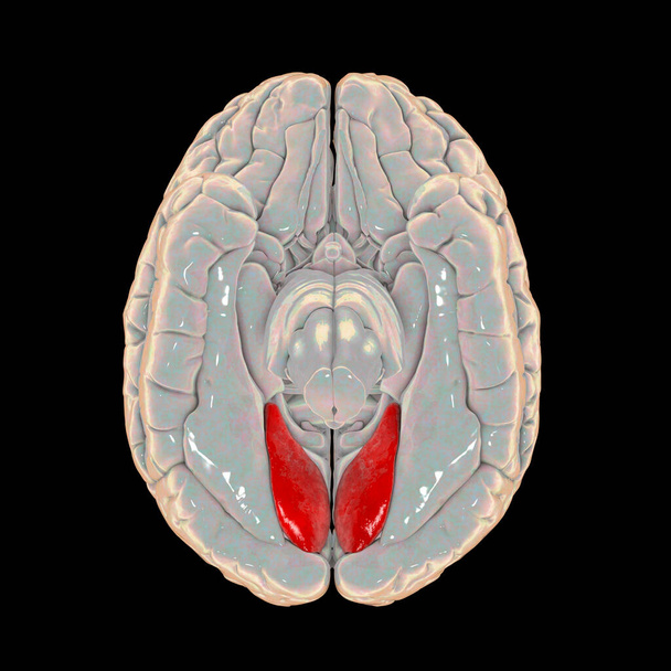 menschliches Gehirn mit hervorgehobenem lingualen Gyrus oder medialem okzipitotemporalen Gyrus, schlechtere Ansicht, 3D-Illustration. es spielt eine wichtige Rolle beim Sehen und Träumen - Foto, Bild