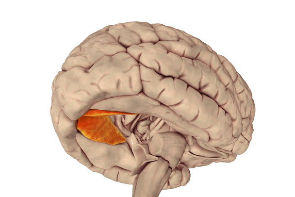Human brain with highlighted lingual gyrus, or medial occipitotemporal gyrus, 3D illustration. It plays an important role in vision and dreaming - Φωτογραφία, εικόνα