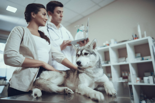 Young woman with Siberian Husky at reception with veterinarian. - Foto, immagini