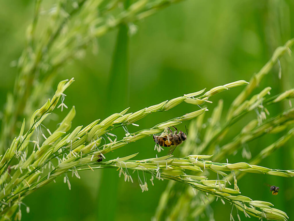 Κοντινό λουλούδι ρυζιού με φόντο μέλισσα και θαμπάδα. - Φωτογραφία, εικόνα