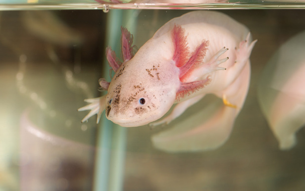 axolotl in acqua
 - Foto, immagini