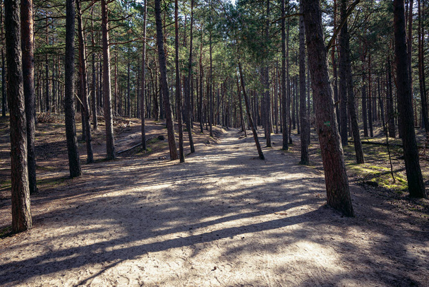 Borovicové lesy kolem majáku Stilo v Sarbsku Spit krajinný park na pobřeží Baltského moře v Polsku - Fotografie, Obrázek
