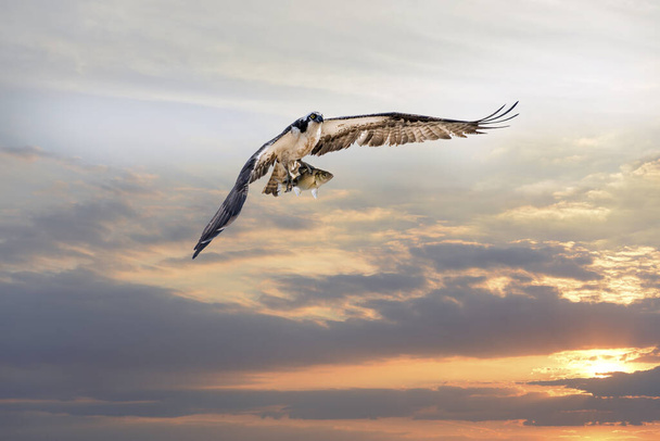 Magnifique Balbuzard volant avec un gros poisson de roche dans ses serres au-dessus de la baie de Chesapeake contre un ciel couchant - Photo, image