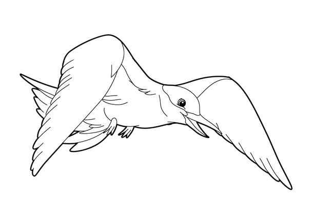 Seagull illustration - Foto, Bild