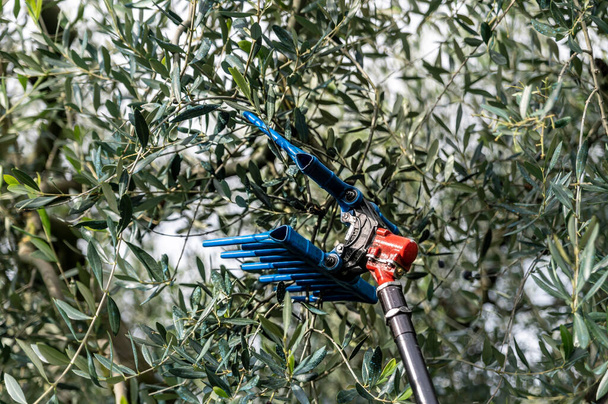 narzędzie do zbioru oliwek na łodydze w okresie zbiorów - Zdjęcie, obraz