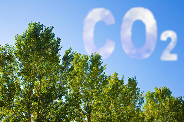 Planting more trees reduce the amount of CO2 - concept image with CO2 text against woodland. - Photo, Image