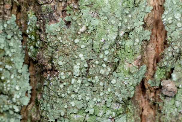 Makro Fotografia zielonego porostu na krze drzewa  - Zdjęcie, obraz