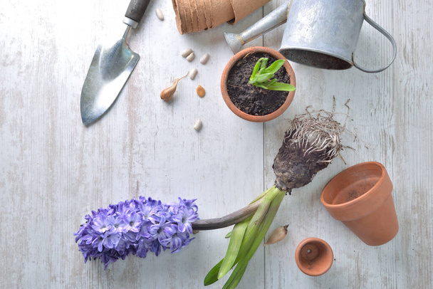 Sümbül 'ün en üst görüntüsü, kökleri ve çiçek saksıları ile beyaz ahşap bir masa üzerinde bahçe malzemeleri. - Fotoğraf, Görsel