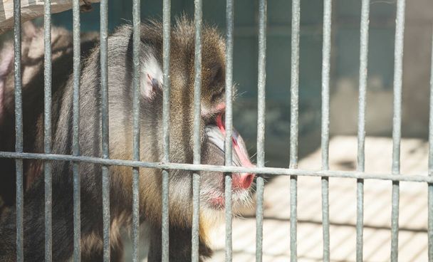 Monkey is behind bars in zoo. - Photo, Image