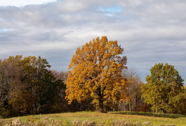Roble con follaje dorado de otoño en un día soleado. Colorido paisaje otoñal. - Foto, Imagen