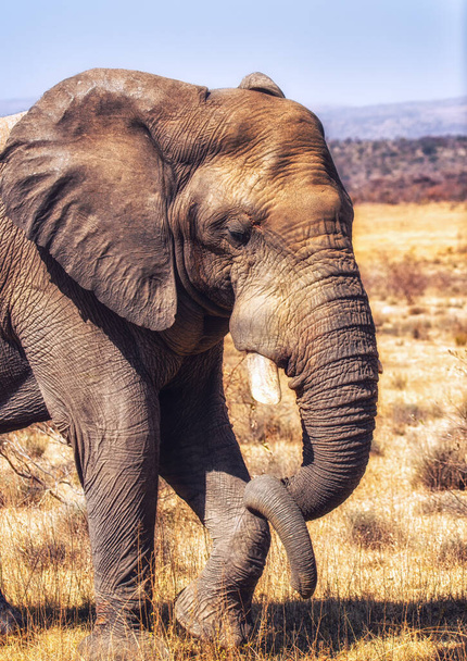 Afrikai elefánt (Loxodonta africana) bika, Welgevonden Reserve, Dél-Afrika, Afrika - - Fotó, kép